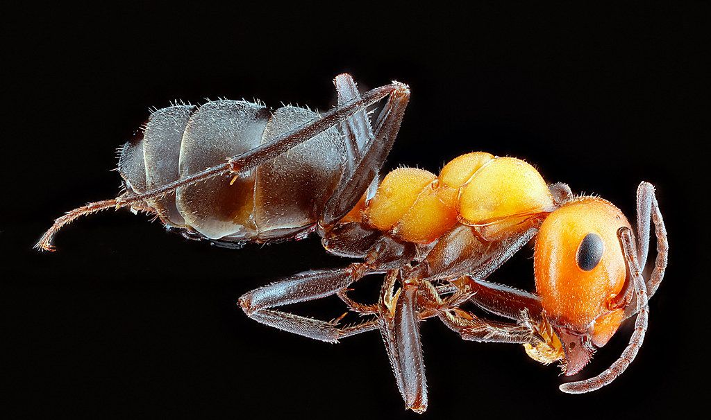 Ant Control service in Southaven, MS