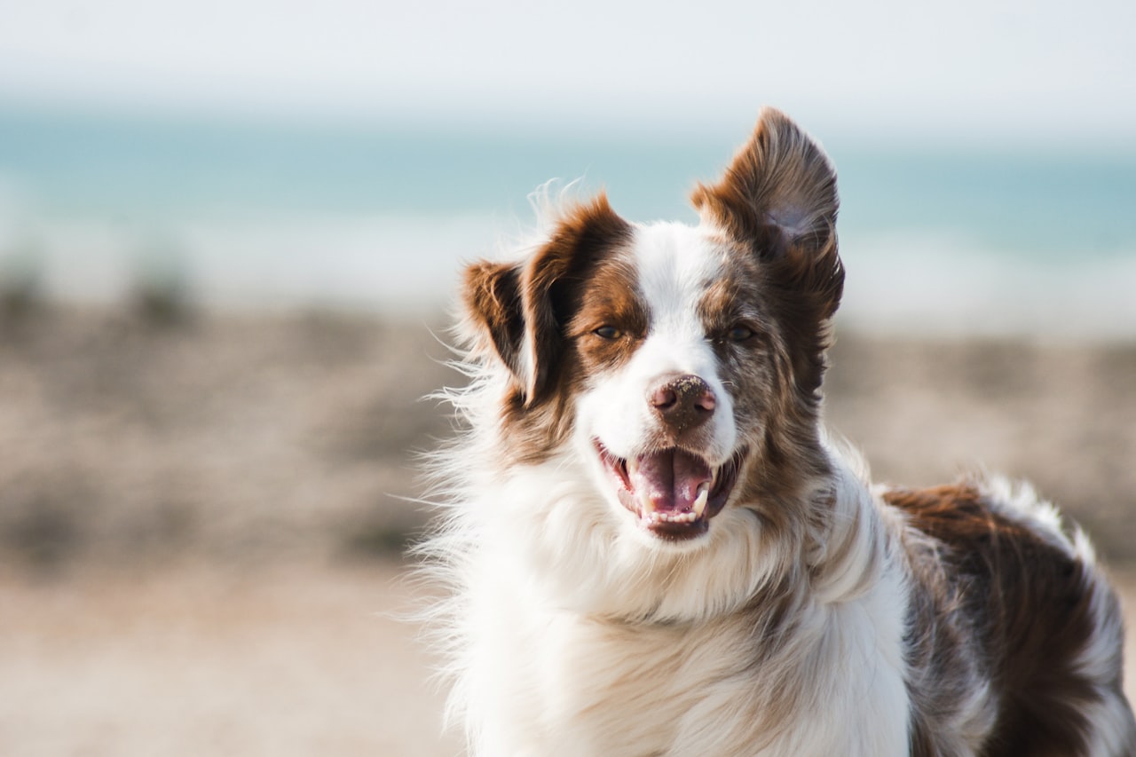 Flea & Tick Control service in Southaven, MS