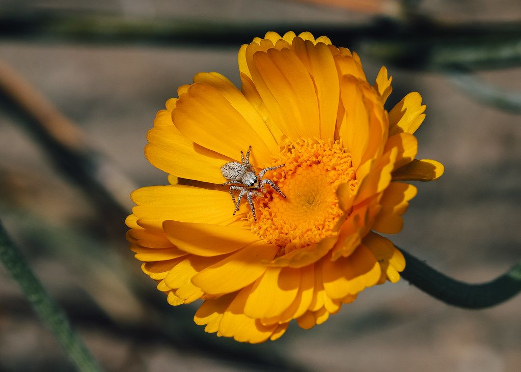 Spider Control service in Southaven, MS